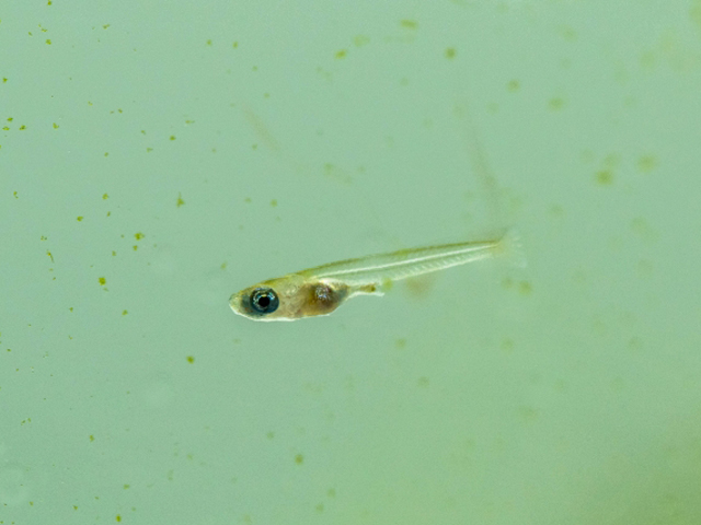 グリーンウォーターの中を泳ぐメダカの稚魚の姿