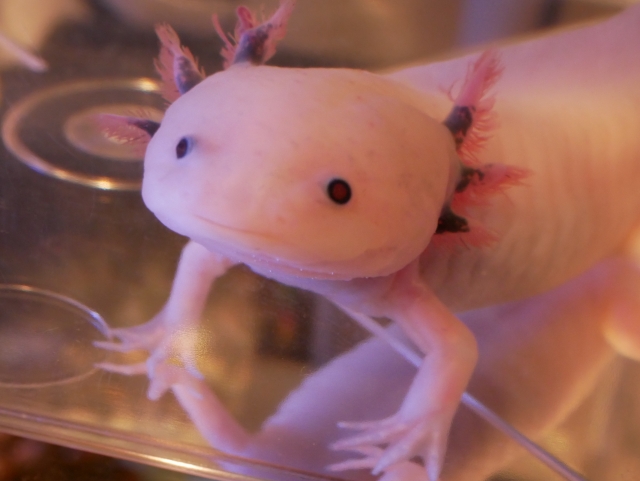 ピンク色のウーパールーパーの正面アップ画像
