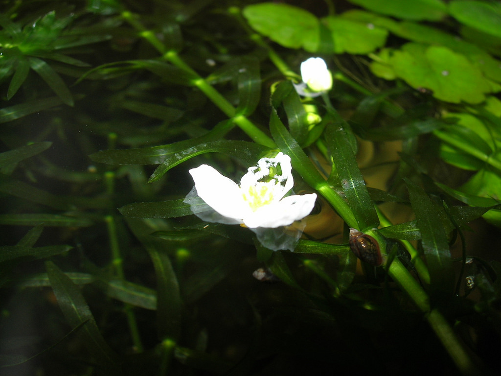 水面に咲く白い水草の花と生い茂る緑の水草
