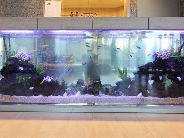 岩組と熱帯魚が泳ぐ大型の横長水槽のレイアウト
