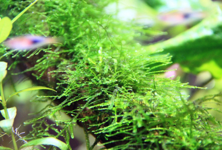 流木に活着した水草と泳ぐ小型熱帯魚の仲間