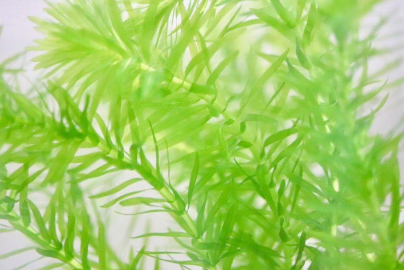 明るい緑色をした細長い葉を持つ水草の群生