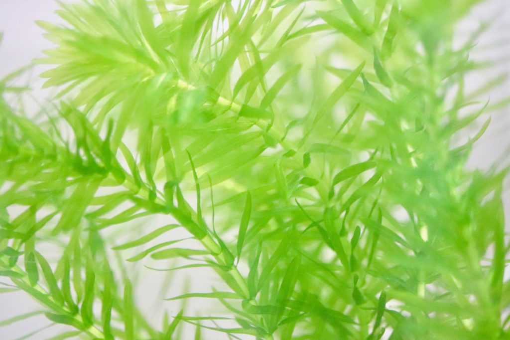 アナカリス(オオカナダモ)を育てよう!植え方、増やし方、溶ける対策も解説のサムネイル画像