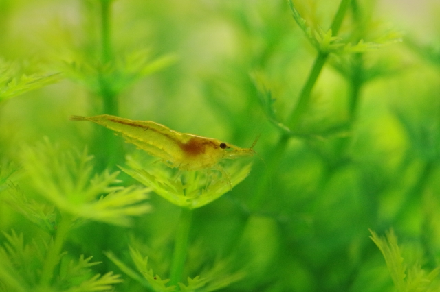 緑色の水草の上に静止する黄色い小型エビの仲間