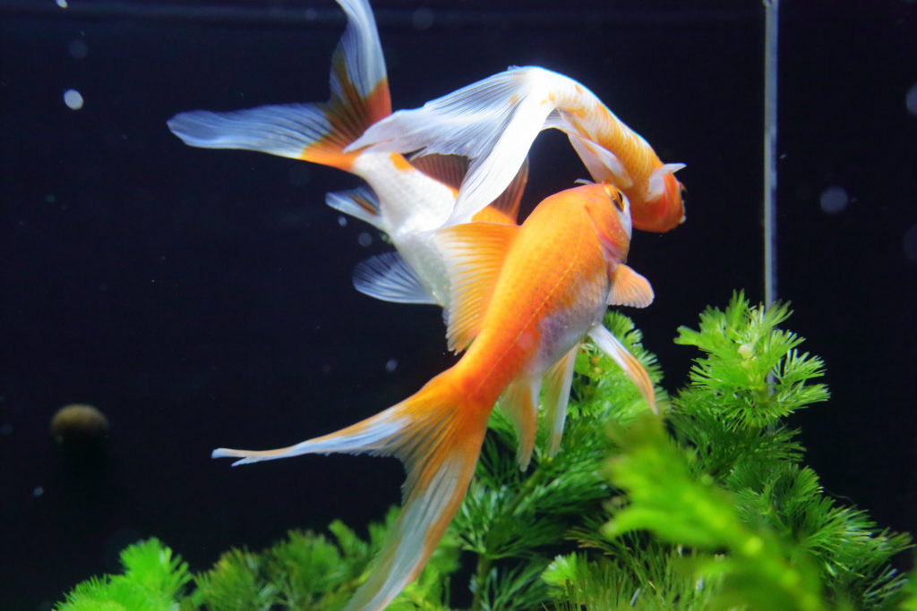 水草の茂る水槽内を泳ぐ数匹の金魚と貝の姿
