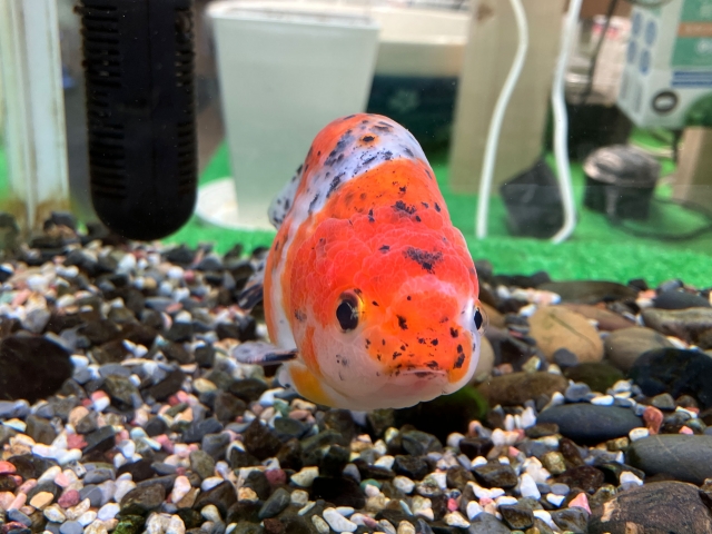 砂利を敷いた水槽内を泳ぐ赤と白の斑模様の金魚