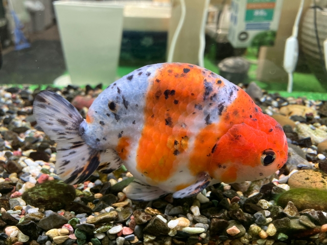 砂利の上を泳ぐ赤と白と黒の斑点模様がある金魚