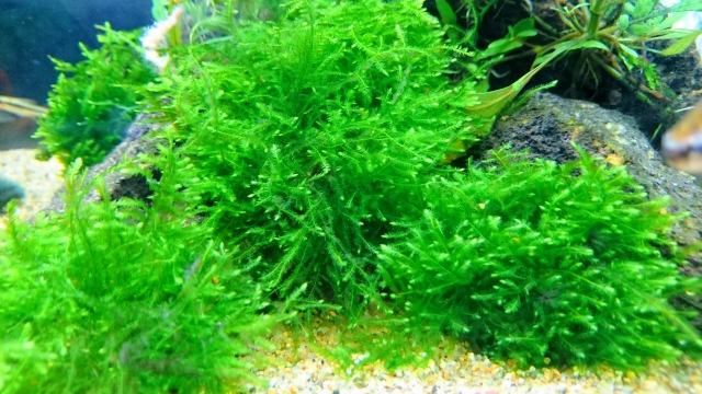石に活着した鮮やかな緑色の水草と底砂のレイアウト