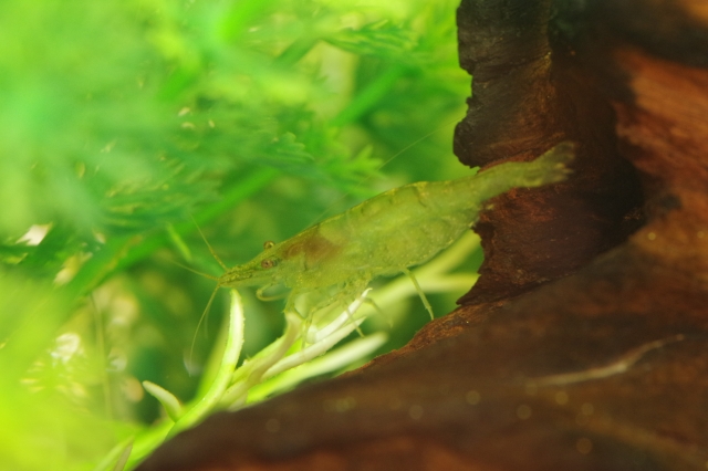 水草と流木の間に隠れる淡水エビの仲間