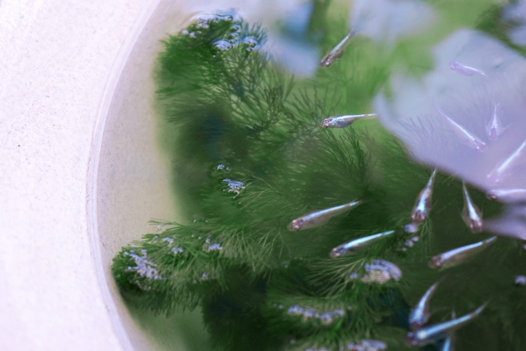 水草の周りを泳ぐ複数のメダカと白い睡蓮鉢の水面