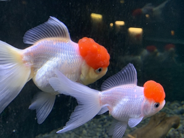 金魚の鱗がはがれる！穴あき病の治療方法！感染原因を知って対策しようのサムネイル画像