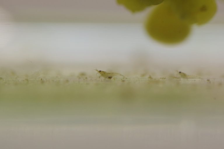 水槽の底を歩く小さなエビと水面に浮かぶ浮き草の画像