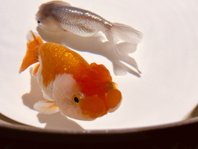 白い器で泳ぐ赤白と銀色の金魚2匹