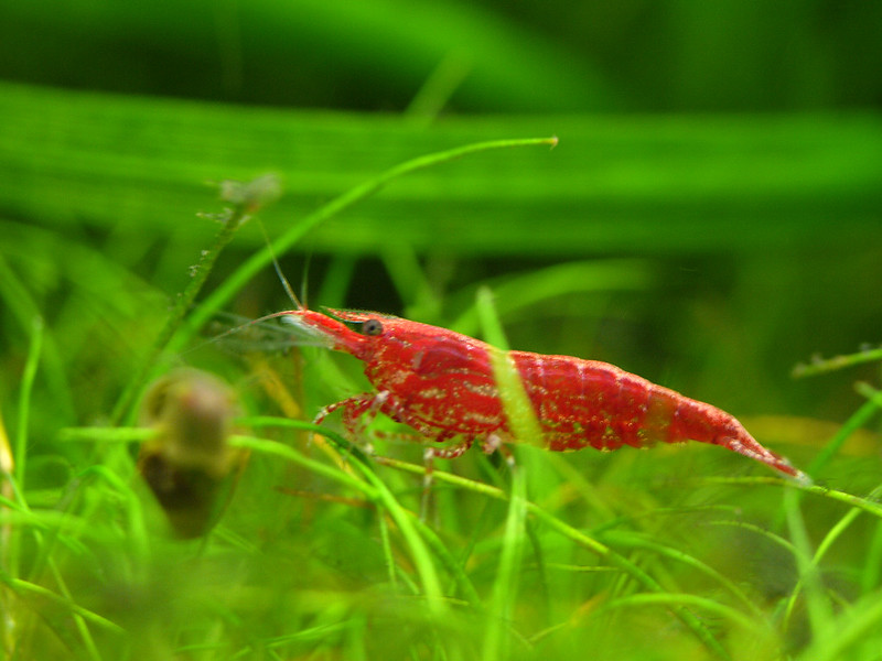 水草の間にいる赤いヌマエビの仲間と小さな貝の姿