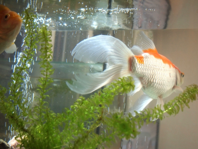 水槽内を泳ぐ金魚と水草のアナカリス類