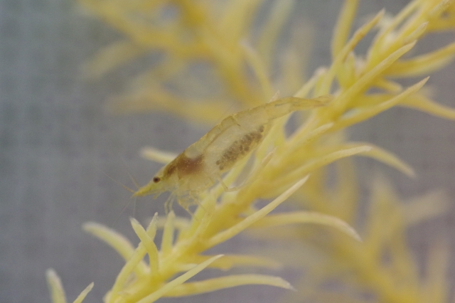 黄色い水草に止まる抱卵したヌマエビの仲間