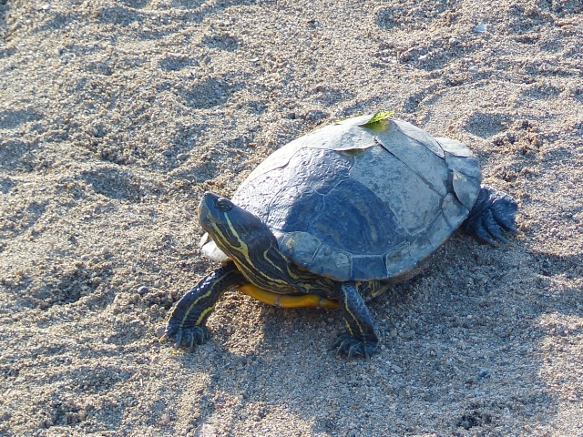 砂浜の上で首を長く伸ばして歩く大きなカメの姿