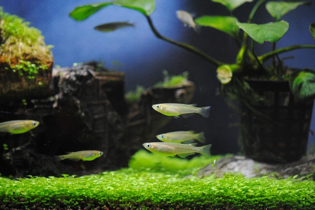 水草の絨毯の上を泳ぐ数匹のメダカとアヌビアス類
