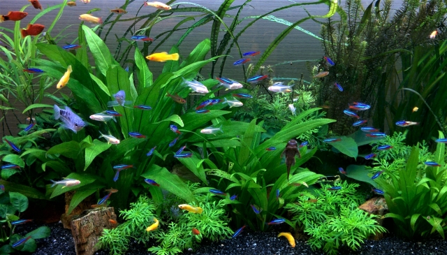 水草が茂る水槽内を泳ぐネオンテトラの仲間と小型熱帯魚群