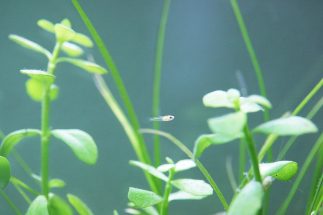 水草の間を泳ぐ小さな魚の稚魚