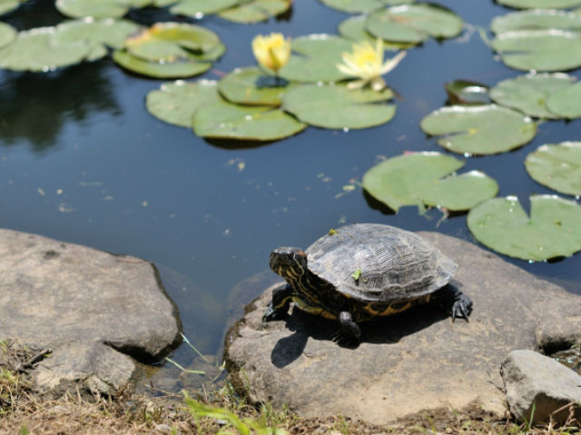 池の岩の上で日光浴をするカメと水面に浮かぶ睡蓮の花