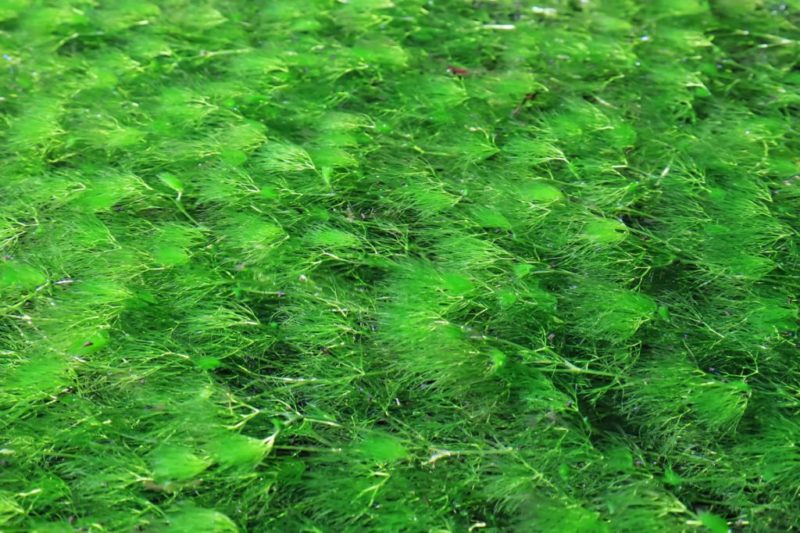 水面に群生し広がる鮮やかな緑色の水草の葉