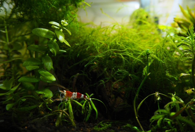 水草の茂みと赤白模様の小さなエビのいる水槽内景