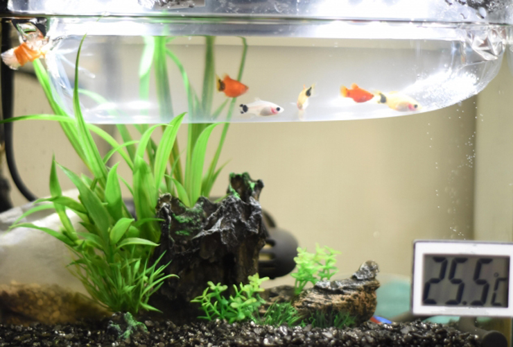 水槽に浮かぶパッキング袋内の熱帯魚と水草のレイアウト