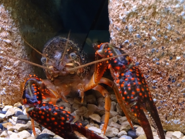 岩の隙間からハサミを広げるザリガニと底砂の小石