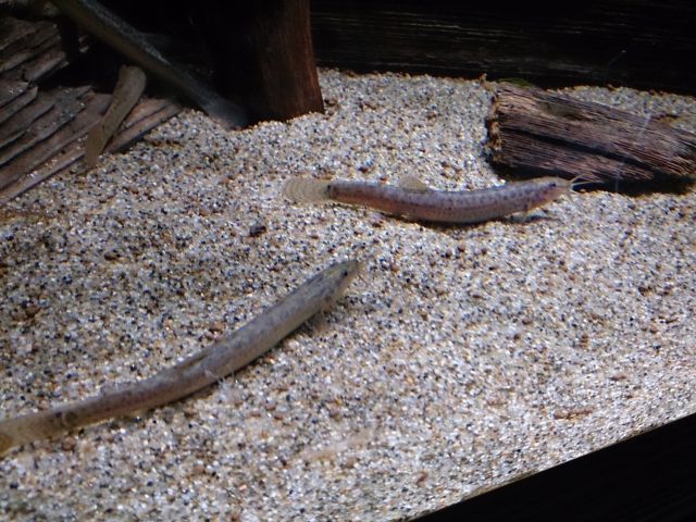 砂利の上を泳ぐ2匹のドジョウと流木のある水槽内景観