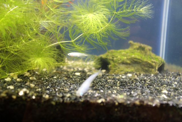 水草の茂る水槽内を泳ぐ白いメダカと黒い底砂