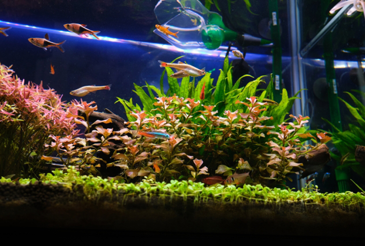 水草が茂る水槽内を泳ぐネオンテトラの仲間と小型魚類