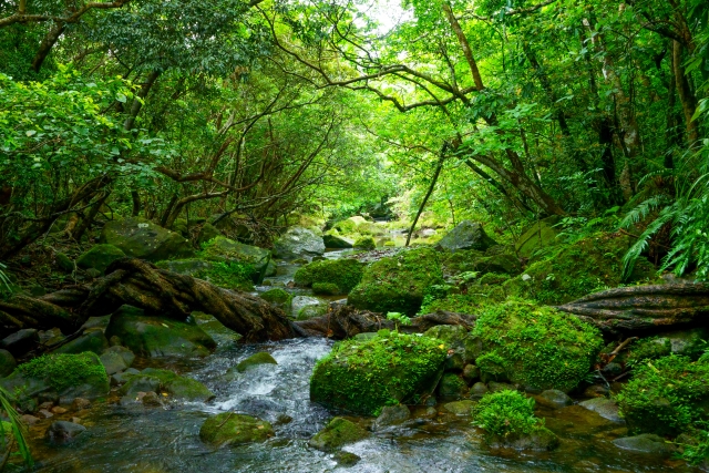 苔むした岩の間を流れる渓流と生い茂る緑の木々