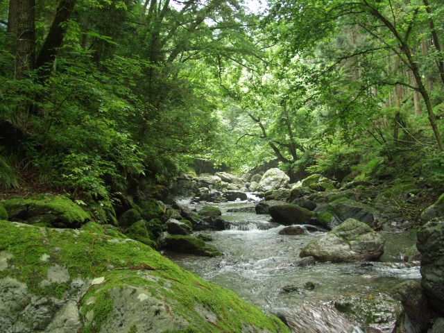 苔の生えた岩場と木々に囲まれた渓流の風景