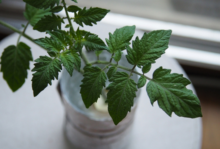 白い容器に植えられたギザギザとした形の緑色の植物の葉