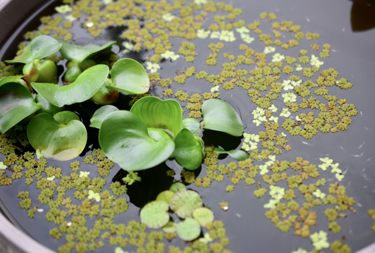 睡蓮鉢の水面に浮かぶホテイアオイと数種類の浮き草