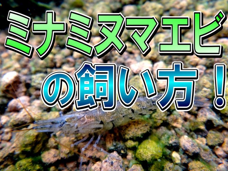 ミナミヌマエビの飼い方の文字と底砂にいるエビの見出し画像