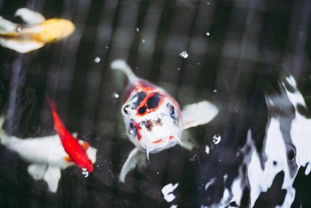 水面から顔を出す錦鯉と泳ぐ金魚や複数の淡水魚