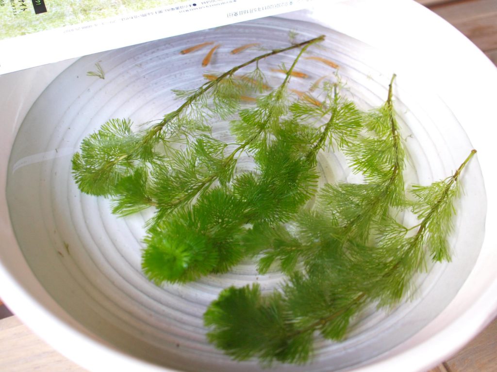 白い器に浮かぶ水草と泳ぐメダカの俯瞰画像