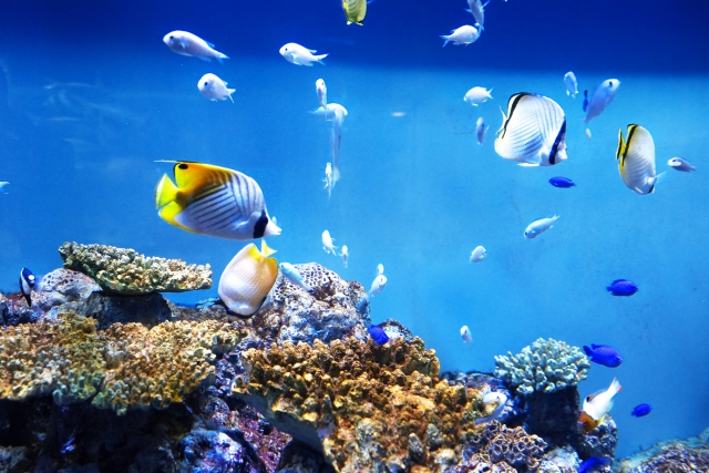 サンゴ礁を泳ぐチョウチョウウオと熱帯魚の群れ