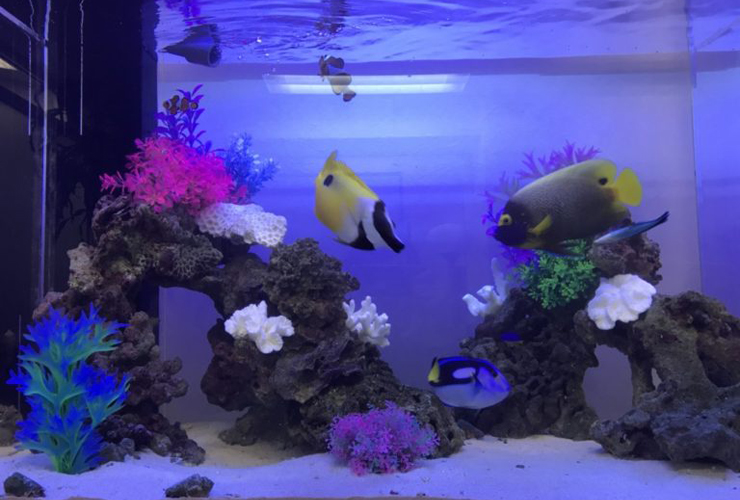 海水魚と人工サンゴを配置した青い照明の海水水槽