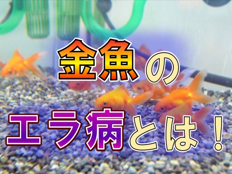 金魚のエラ病とは！の文字と水槽底に集まる金魚の見出し画像