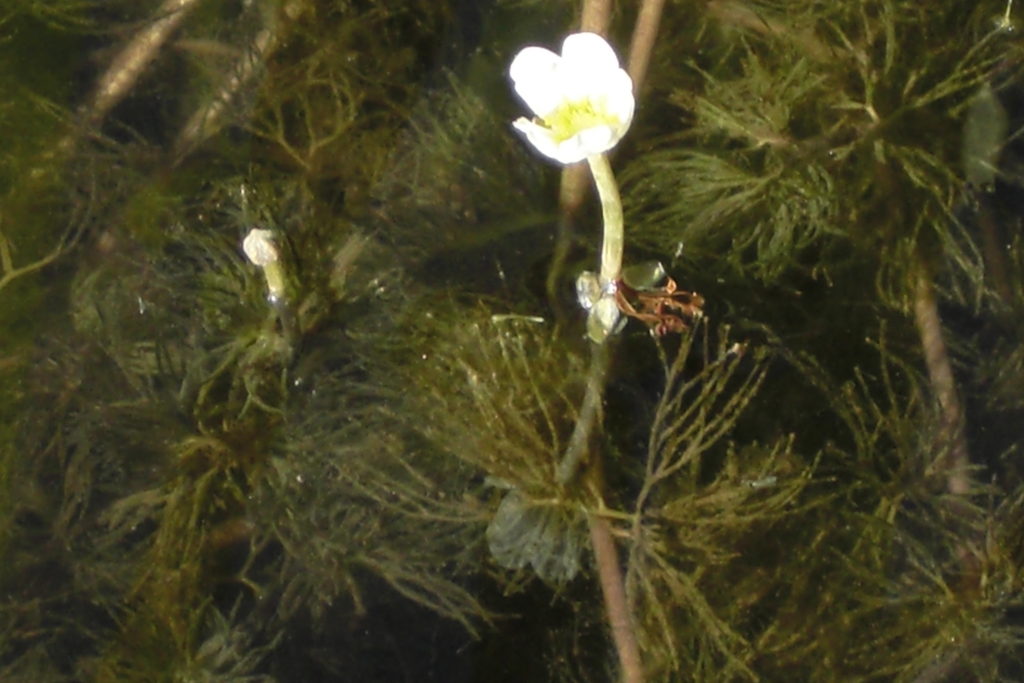 水面に咲く白い小さな水草の花と水中の茂み