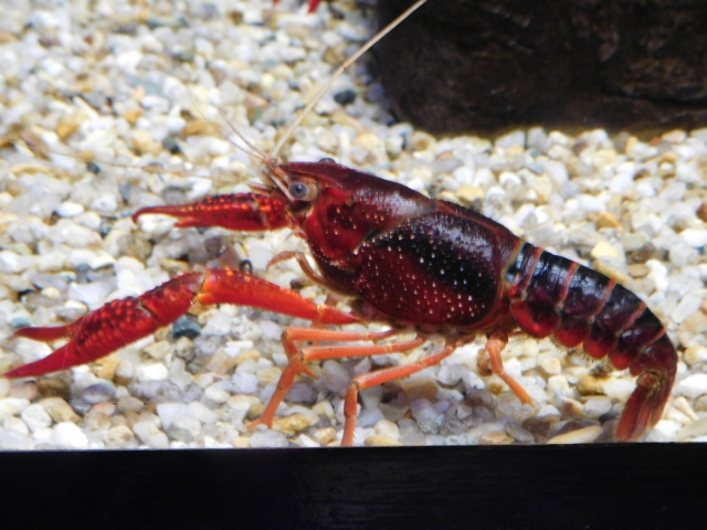 砂利の上にいる赤いアメリカザリガニの横顔のアップ