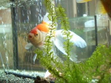 金魚がたまごを生んだ!繁殖と産卵時期、稚魚の育て方とは