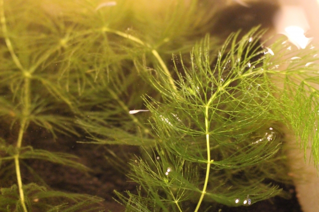 水草の間に泳ぐ小さなメダカの稚魚とマツモの仲間