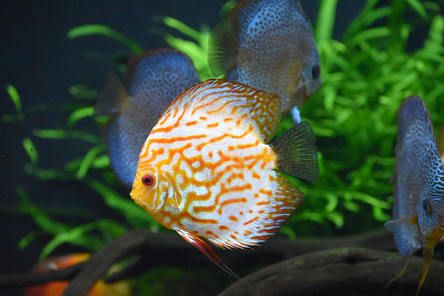 水草を背景に泳ぐディスカスと流木のレイアウト水槽