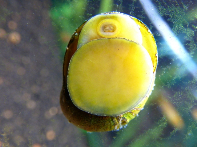 水槽のガラス面に張り付く黄色い貝の腹部と口元