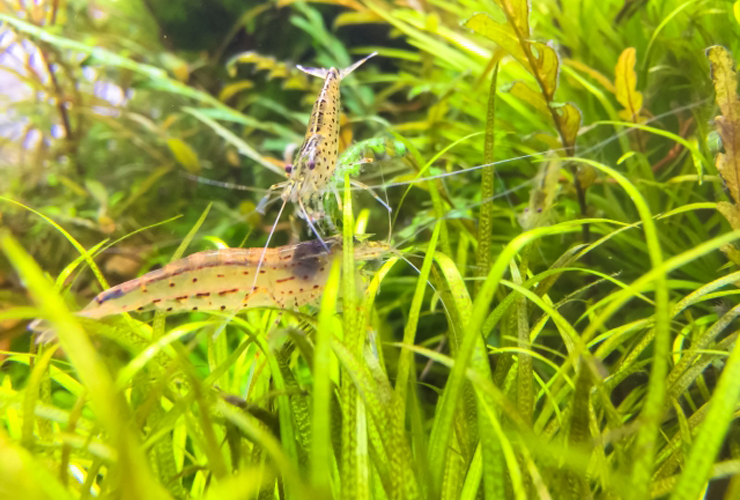 水草の茂みの中にいる2匹のヤマトヌマエビの仲間