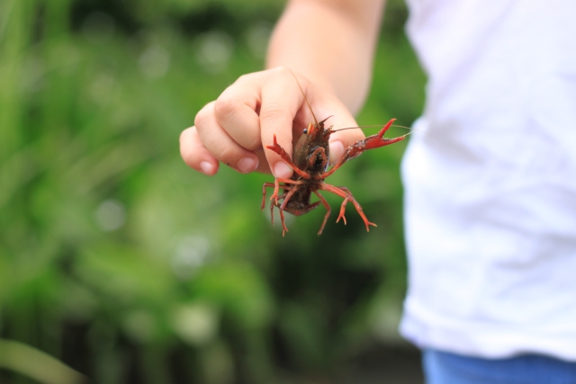 屋外でザリガニを指で掴み持ち上げる子供の手元